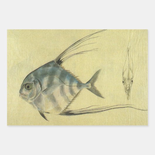Threadfin Trevally, Afrikaanse Pompano vis Inpakpapier Vel (Voorkant)