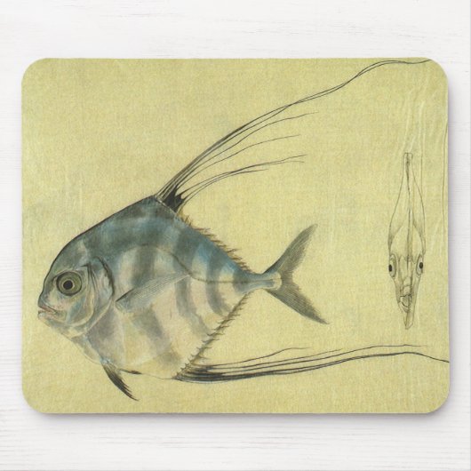  Threadfin Trevally, Afrikaanse Pompano vis Muismat (Voorkant)