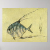  Threadfin Trevally, Afrikaanse Pompano vis Poster (Voorkant)