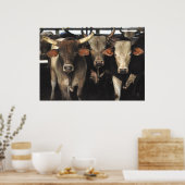 Three Amigos - Bull Cows Staring wild west art Poster (Keuken)