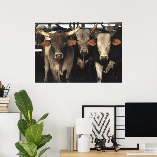 Three Amigos - Bull Cows Staring wild west art Poster (Thuiskantoor)