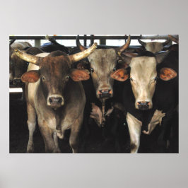 Three Amigos - Bull Cows Staring wild west art Poster