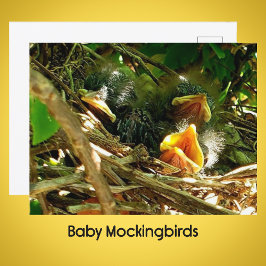 Three Baby Mockingbirds in the Nest Wildlife Photo Briefkaart