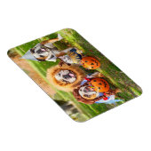 Three Bulldogs in Costumes Magneet (Rechterzijde)