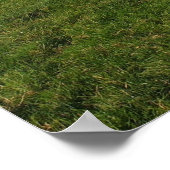 Three Donkeys in a Field Photograph Poster (Hoek)