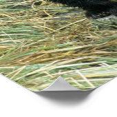 Three Grizzly Bear Cubs or Coys (Cub of the Poster (Hoek)