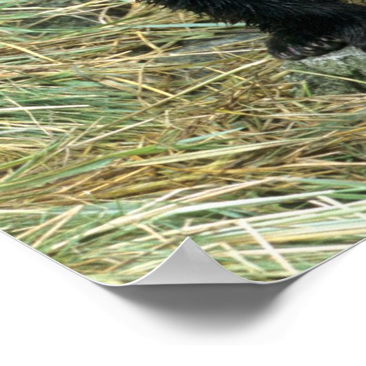 Three Grizzly Bear Cubs or Coys (Cub of the Poster (Hoek)