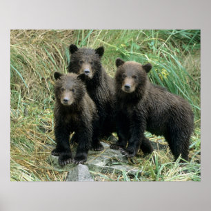 Three Grizzly Bear Cubs or Coys (Cub of the Poster