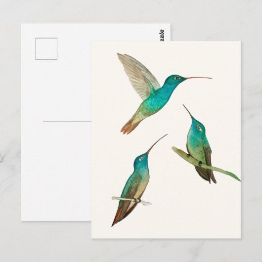 Three Hummingbirds  Briefkaart (Voorkant / Achterkant)
