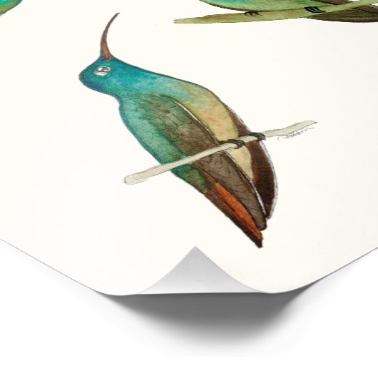 Three Hummingbirds  Foto Afdruk (Hoek)