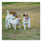 Three Jack Russell Terriers Playing Perfect Poster (Voorkant)