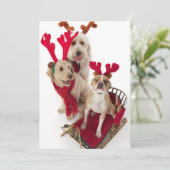 Three puppy dogs sitting at Christmas time Feestdagenkaart (Staand voorkant)