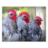 Three Roosters Foto Afdruk (Voorkant)
