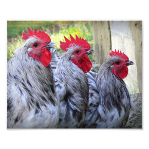 Three Roosters Foto Afdruk