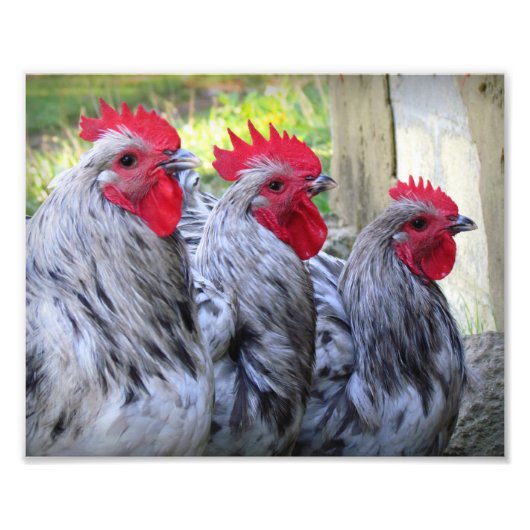 Three Roosters Foto Afdruk (Voorkant)