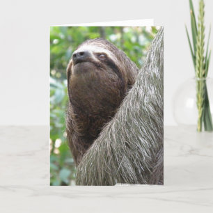 Three Toed Sloth Wenskaart Kaart