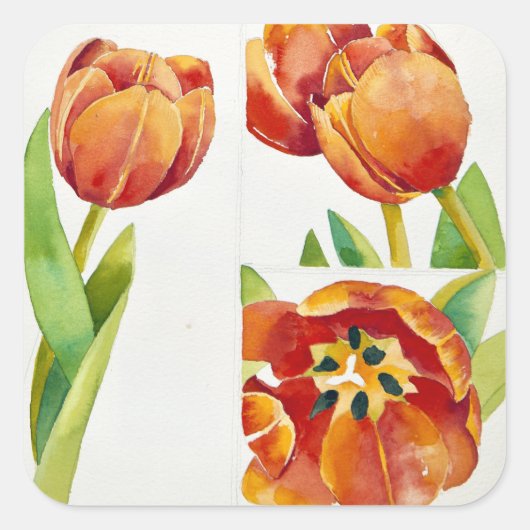 Three tulip studies in a sure 2013 vierkante sticker (Voorkant)
