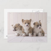 Three Welsh Corgi Briefkaart (Voorkant / Achterkant)