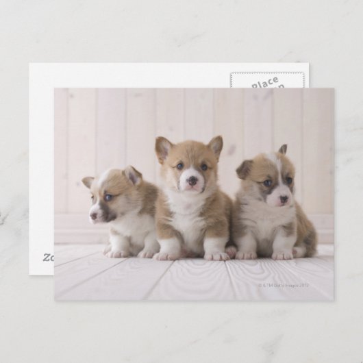 Three Welsh Corgi Briefkaart (Voorkant / Achterkant)