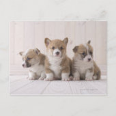 Three Welsh Corgi Briefkaart (Voorkant)