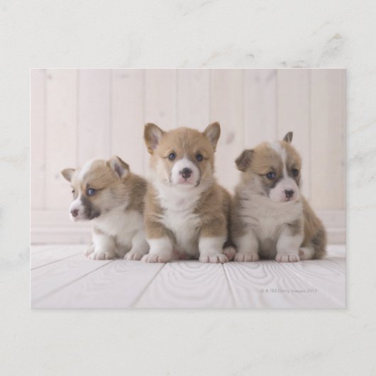 Three Welsh Corgi Briefkaart (Voorkant)