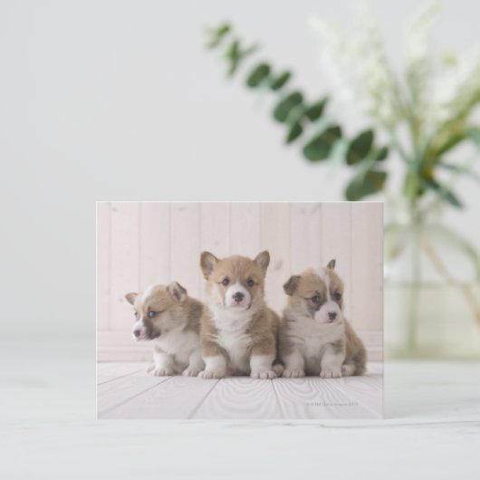 Three Welsh Corgi Briefkaart (Staand voorkant)