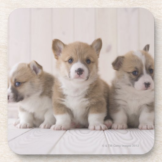 Three Welsh Corgi Drankjes Onderzetter (Voorkant)