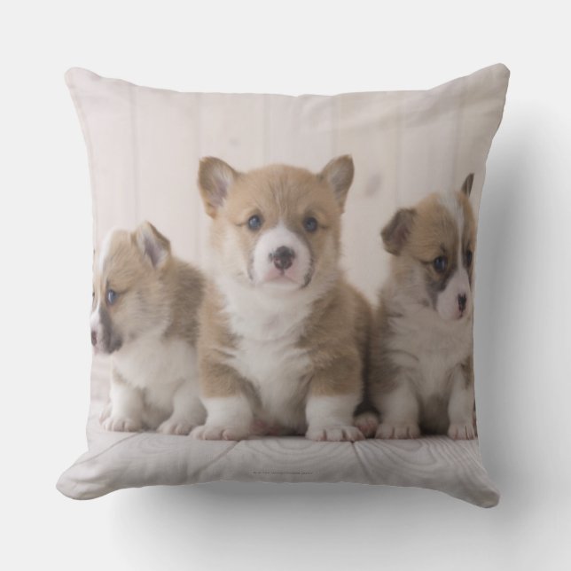 Three Welsh Corgi Kussen (Voorkant)