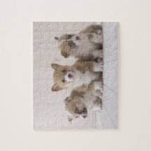 Three Welsh Corgi