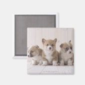 Three Welsh Corgi Magneet (Voorkant / Achterkant)