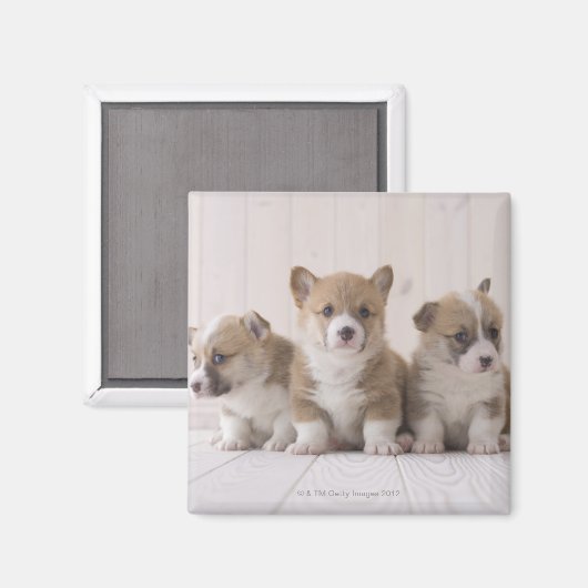Three Welsh Corgi Magneet (Voorkant / Achterkant)