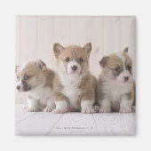 Three Welsh Corgi Magneet (Voorkant)