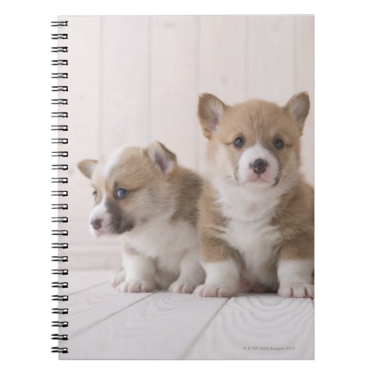 Three Welsh Corgi Notitieboek (Voorkant)