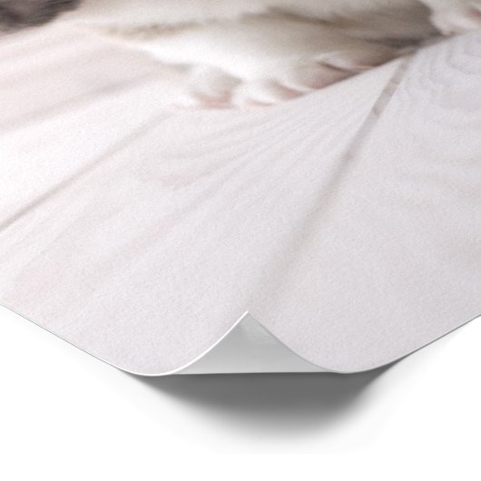 Three Welsh Corgi Poster (Hoek)