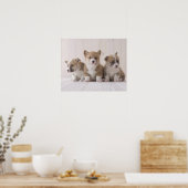 Three Welsh Corgi Poster (Keuken)