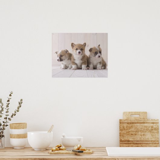 Three Welsh Corgi Poster (Keuken)