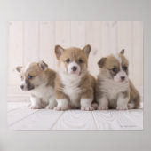 Three Welsh Corgi Poster (Voorkant)