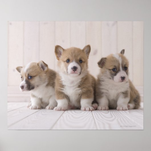 Three Welsh Corgi Poster (Voorkant)