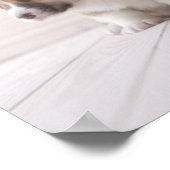 Three Welsh Corgi Poster (Hoek)