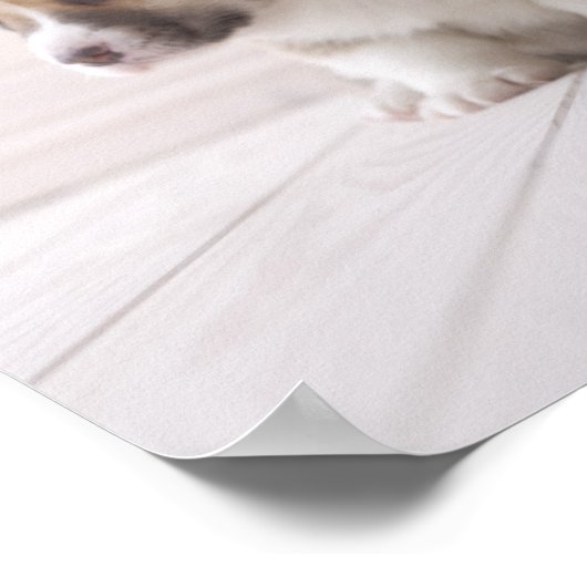 Three Welsh Corgi Poster (Hoek)