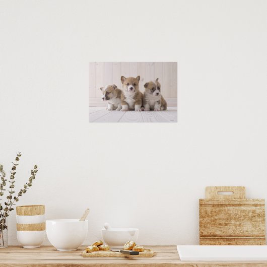 Three Welsh Corgi Poster (Keuken)