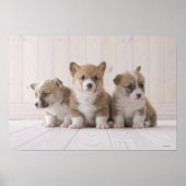 Three Welsh Corgi Poster (Voorkant)