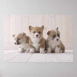 Three Welsh Corgi Poster