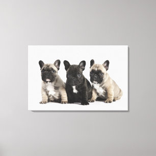 Threee Pedigree Puppies Canvas Afdruk