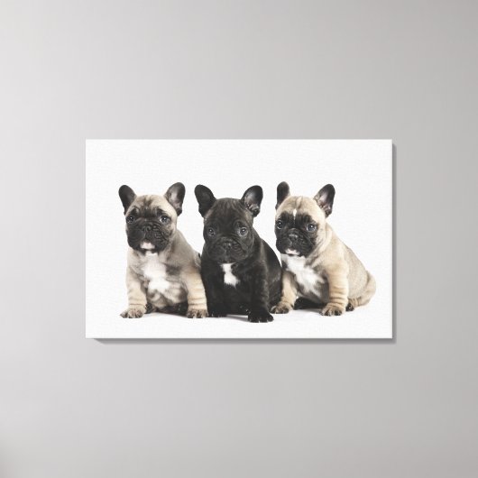 Threee Pedigree Puppies Canvas Afdruk (Voorkant)