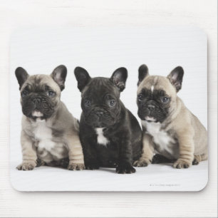 Threee Pedigree Puppies Muismat