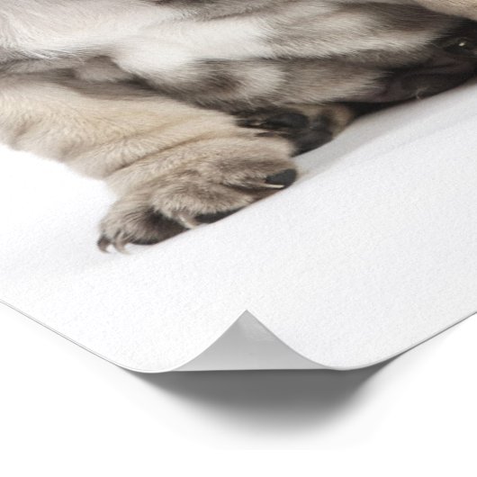 Threee Pedigree Puppies Poster (Hoek)