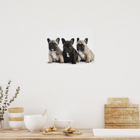 Threee Pedigree Puppies Poster (Keuken)