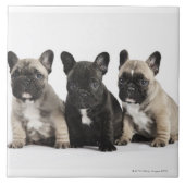 Threee Pedigree Puppies Tegeltje (Voorkant)