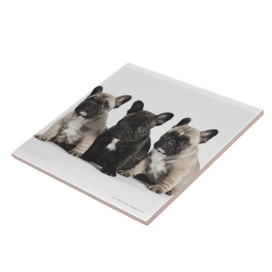 Threee Pedigree Puppies Tegeltje (Zijkant)